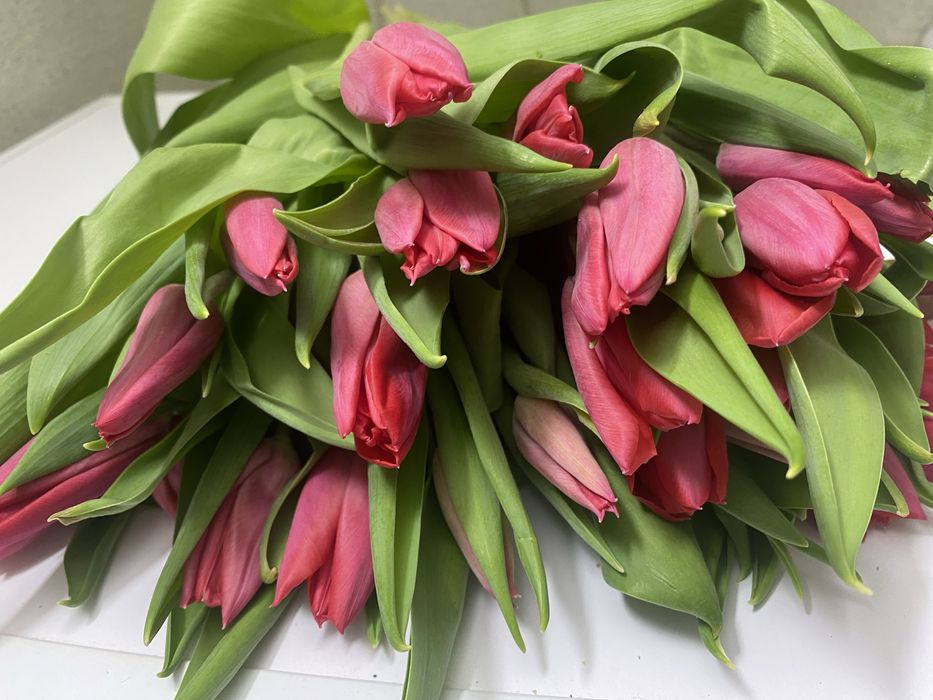 Тюльпаны предзаказы