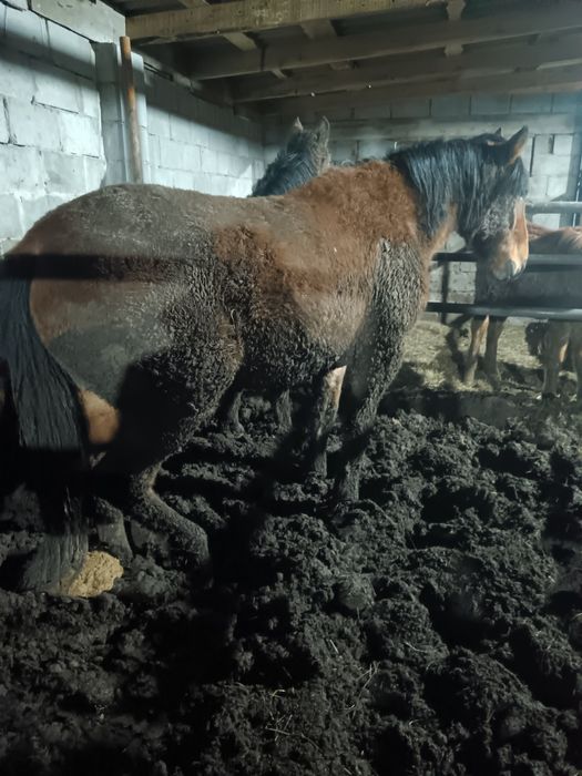 Семиз бие сатылады