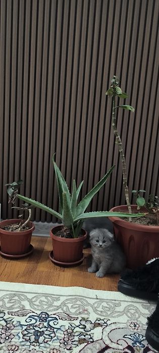 Skottish food   toza zotliy mushuk