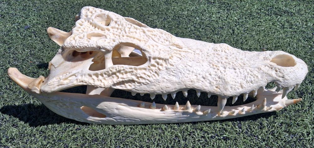 Последна оферта! Челюст КРОКОДИЛ с Документ за притежание по CITES