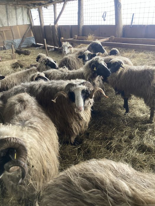 Vand berbeci sau schimb