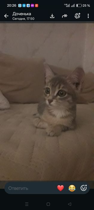 Отдам котёнка в добрые руки, девочка