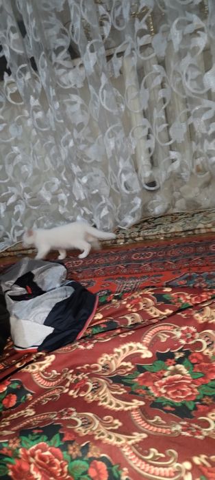 Котенок мысыктын баласы