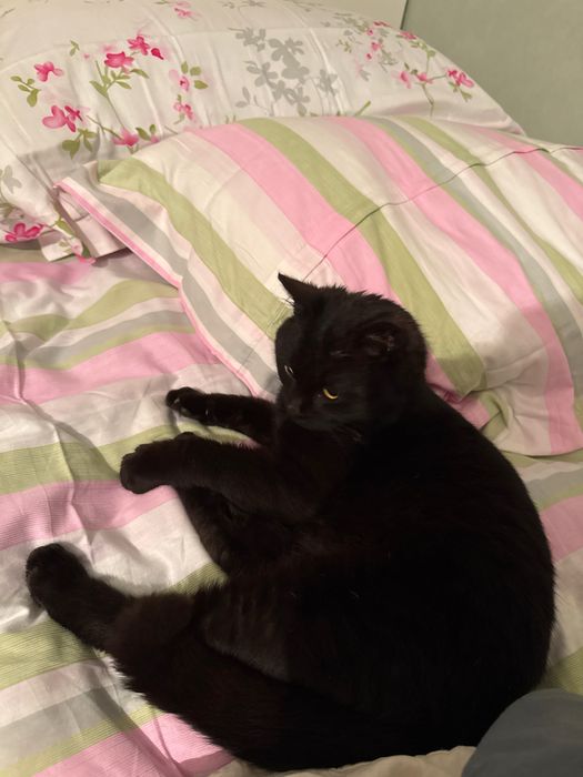 Отдам кота в добрые руки