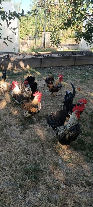 Găini rasa chabo