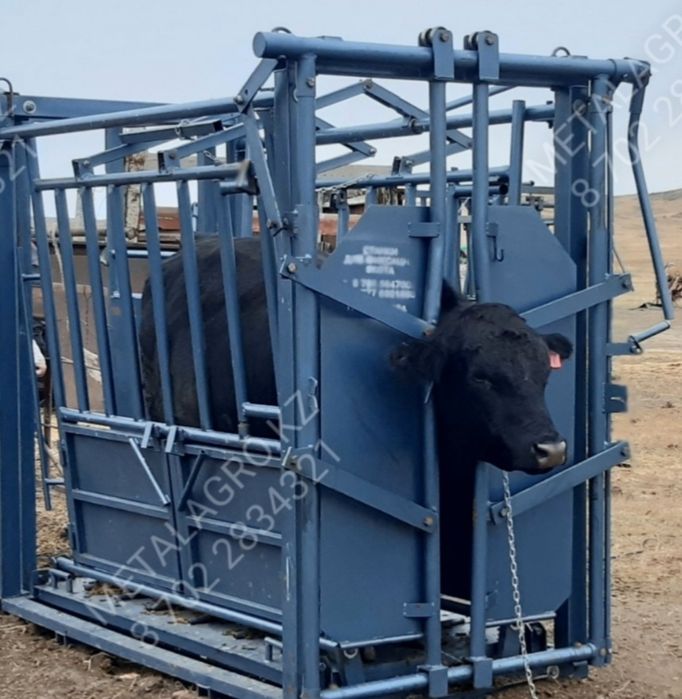 Фиксатор (раскол) жылқыға, ірі қара малға