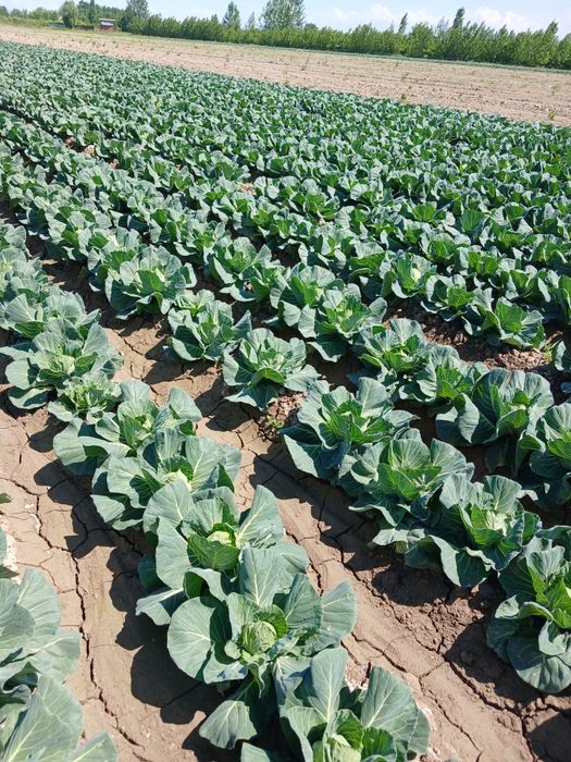 Karamlar sotiladi narxi kelishilgan narxlarda