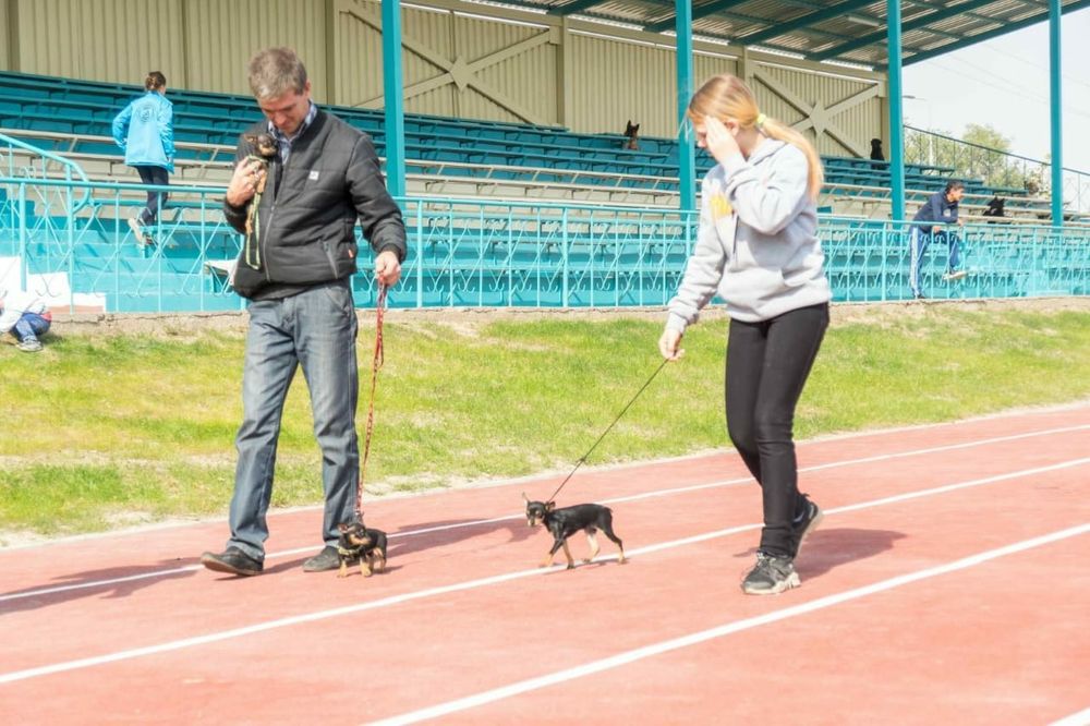 Вязка той-терьера