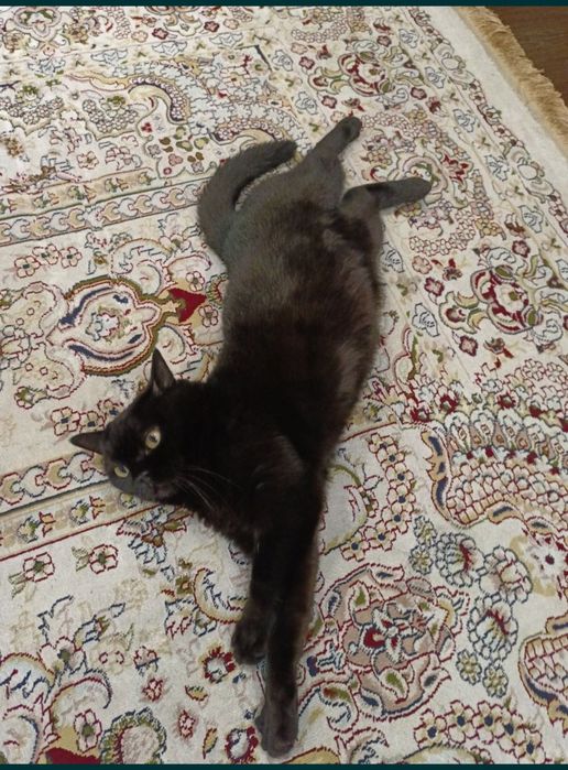 Приютим вашего питомца