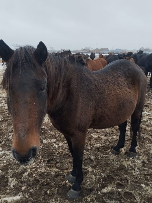 Селхоз продам кабыла