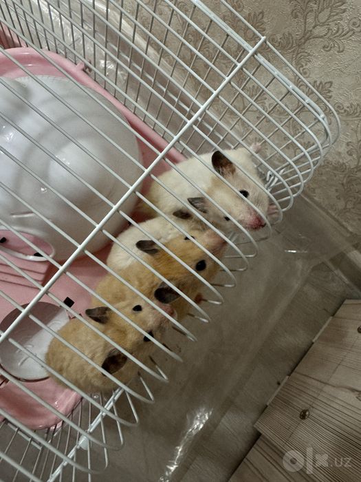 4 Хомяка с клеткой