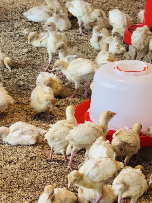 Франция Биг6 жужалари 20 кунлиги 100 минг оптом