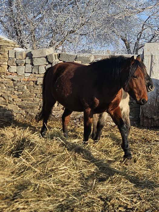 Айғыр Жеребец торы