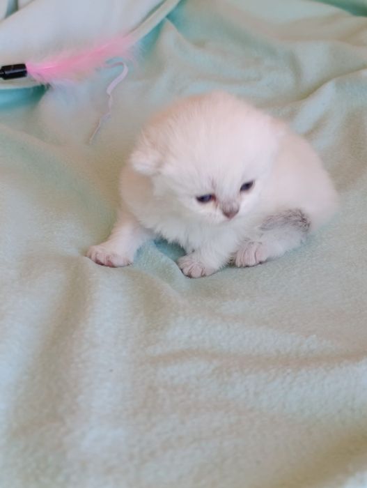 British Longhair  fetite.