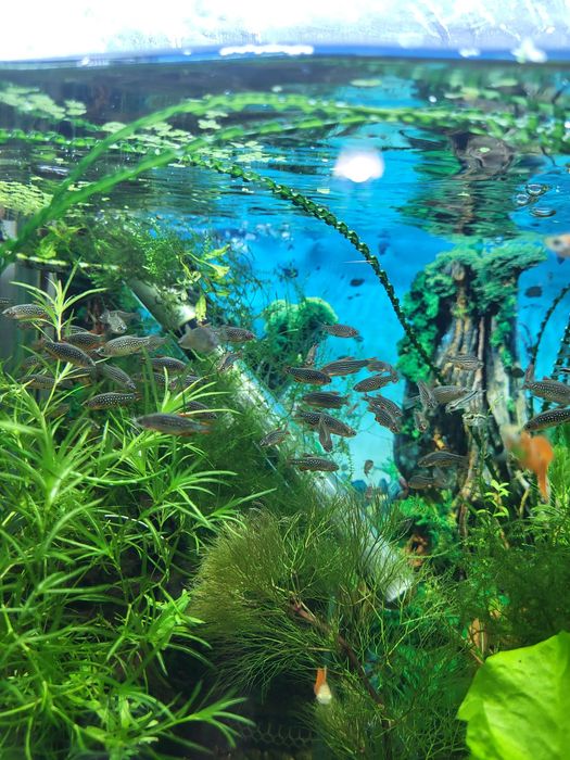 Microrasbora galaxy (Celestichthys margaritatus)