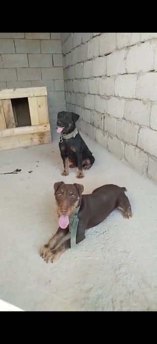 Ягдтерер еркек ургашы