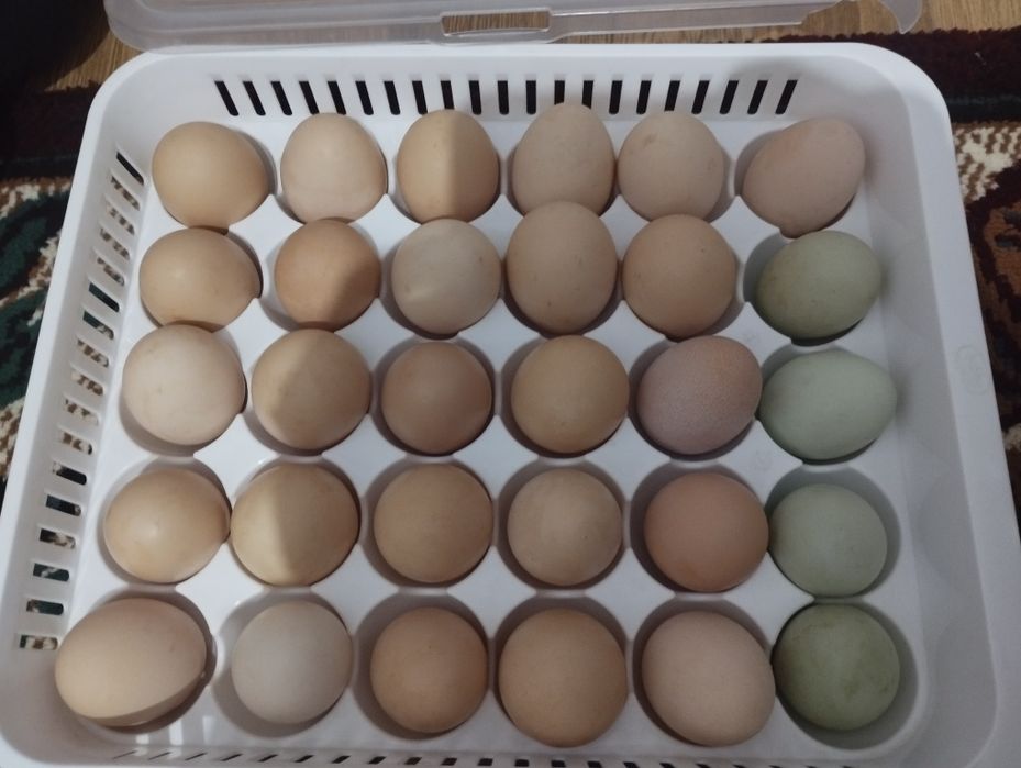 Домашний тухум сотилади, кора шагзоданикиям бор кук тухум,