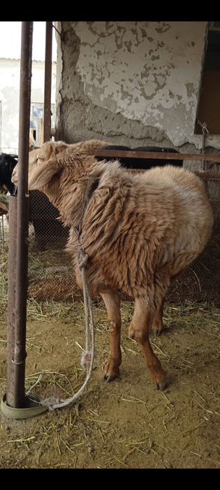 Зотдор бара кучкор Арашан