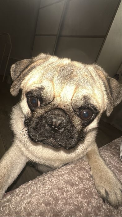 Мопс сладкий нету года