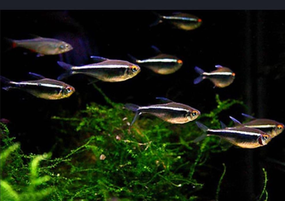 Рыбки для акварюма