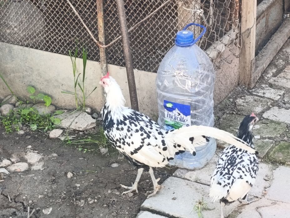 Продам японский продам