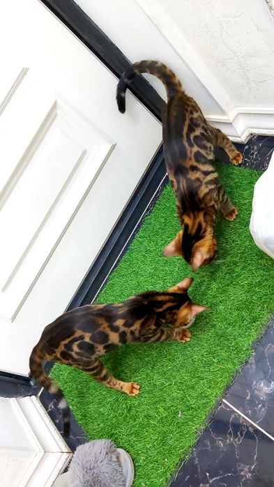 Редкие Бенгалы- шоу класс! Котята