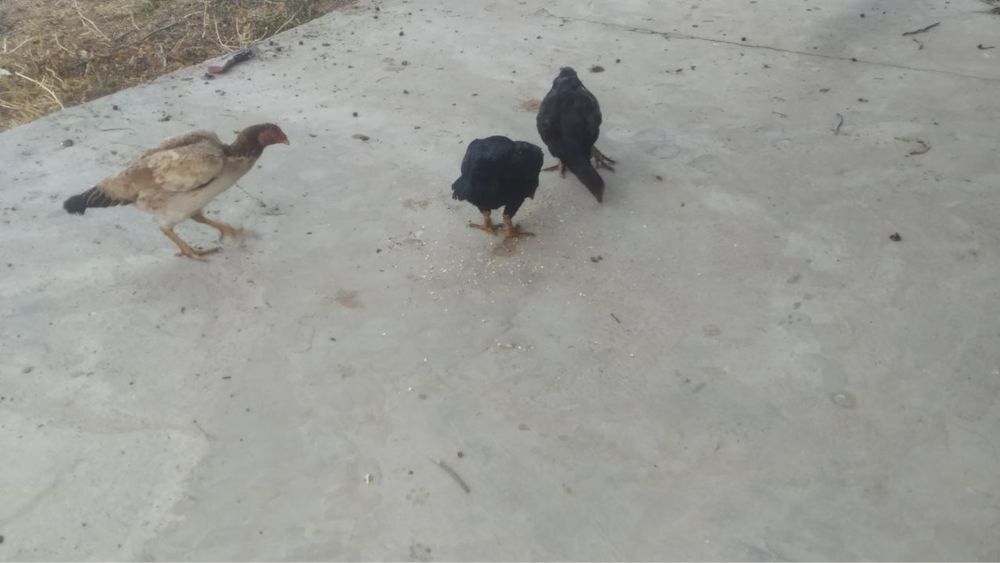 Дакан товуклар сотилади