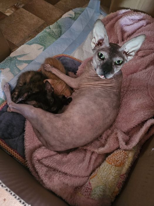 Милые котята Сфинкса