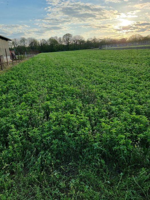 Vând lucernă pentru cosit