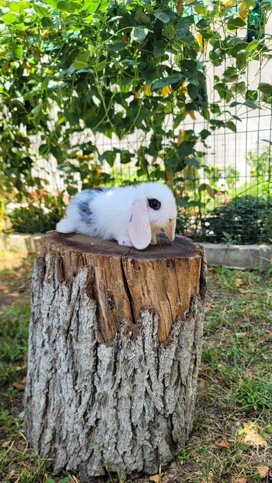 Quyon, Кролик Dekorativ Karlik Baran quyonchalar