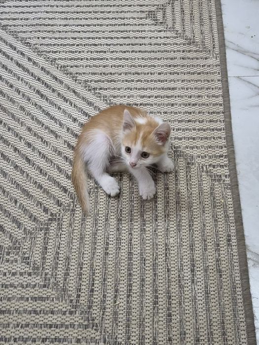 Ищем дом котенку-мальчику