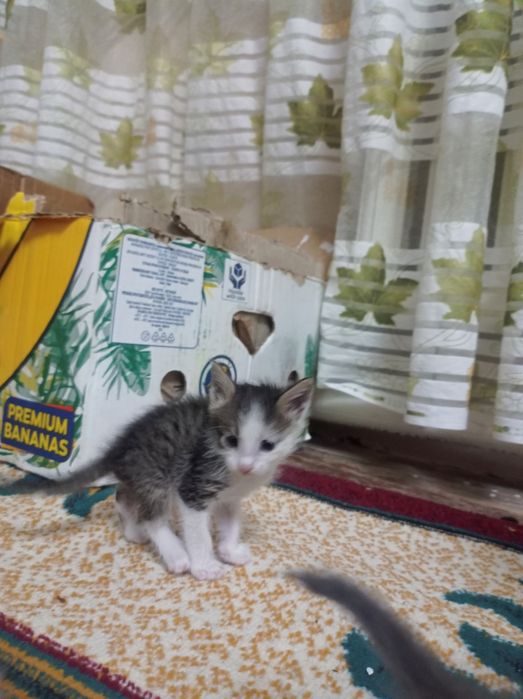 Пышык бар бесплатно