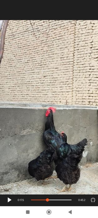 Хакикий эски зот гигант корашахзода