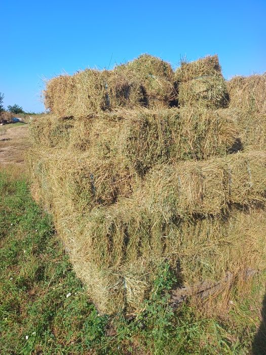 Baloți de lucernă
