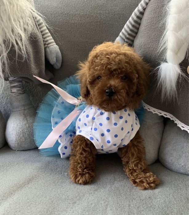 Пудел той пудел тийкъп с родословие Poodle toy red