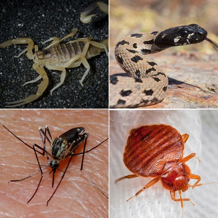 Dezinfeksiya xizmati dezinseksiya dizinfeksiya Дезинфексия дезинфекции