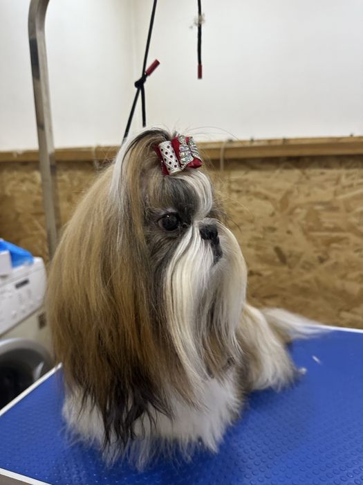 Шикарные щенки ши-тцу документы фци