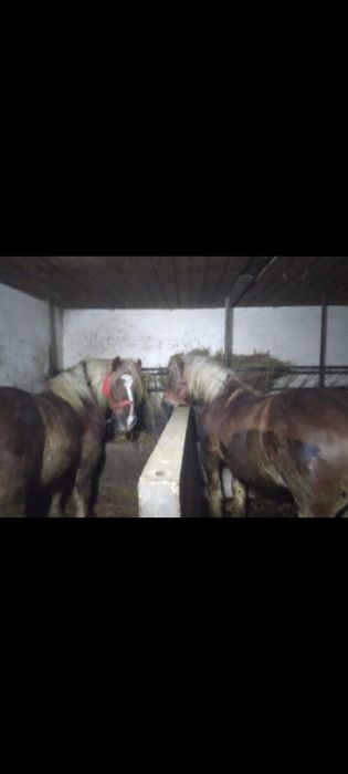 Caii buni de vânzare