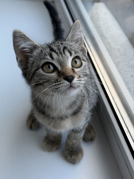 Очаровательные котята в добрые руки!