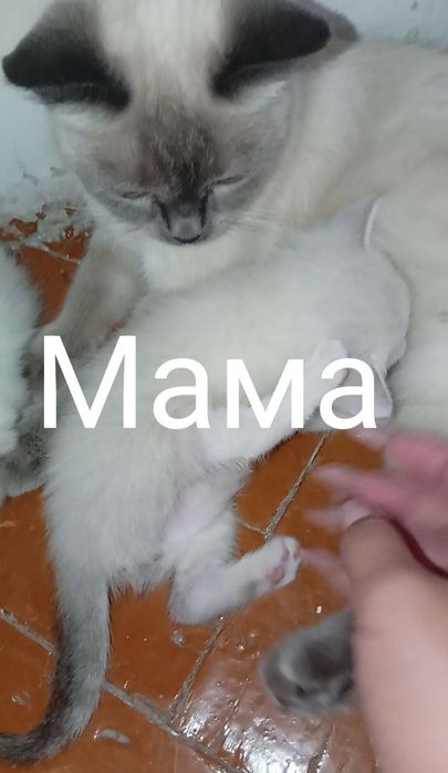 Продаются котята