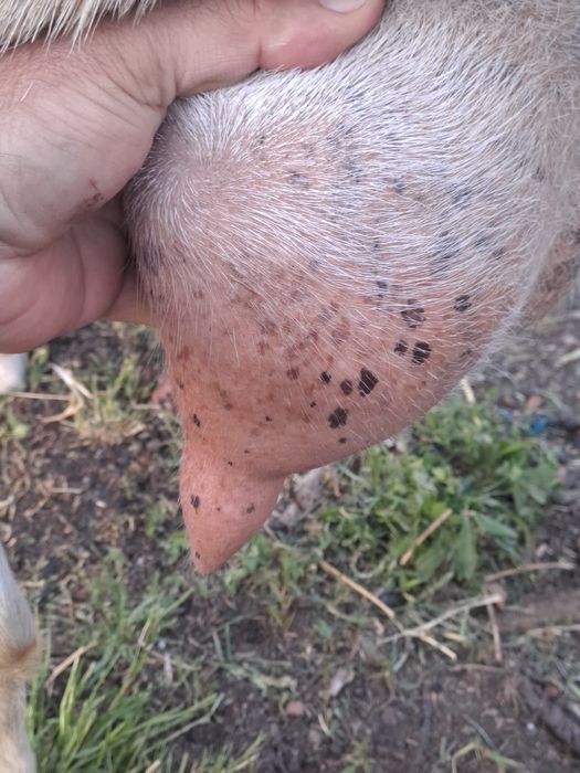 Vind două capre una alpină franceză și una sannen sunt la adoua fătare 3.5l la zi una