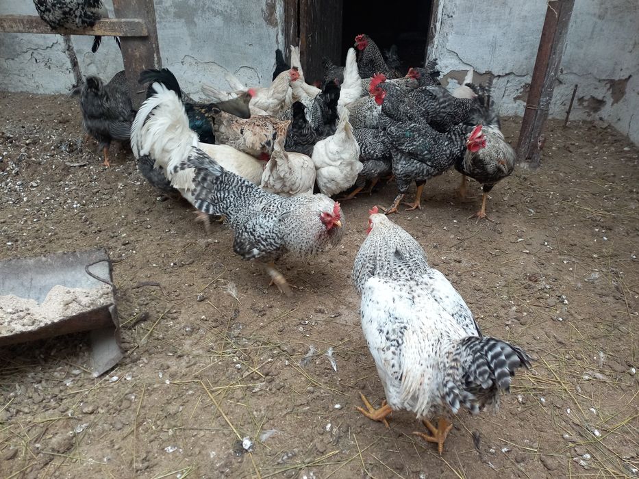 Петушки молодые.