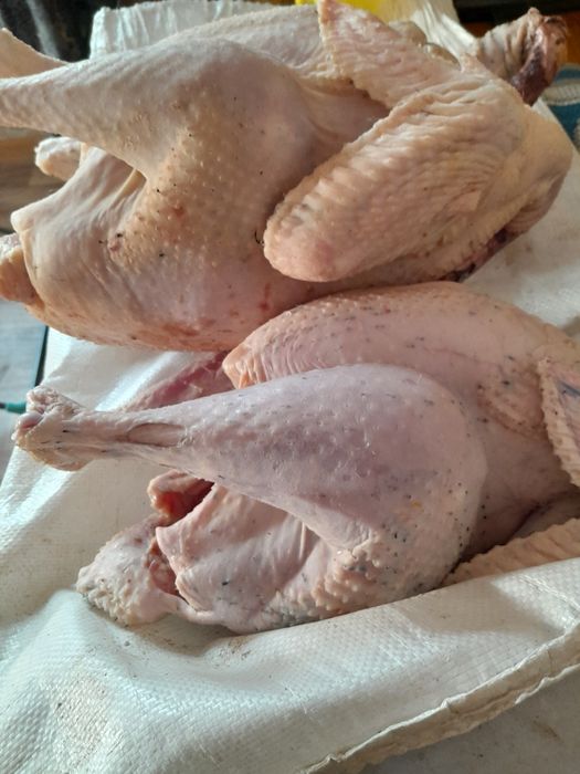 Мясо цесарки, индюки, шипуны утки