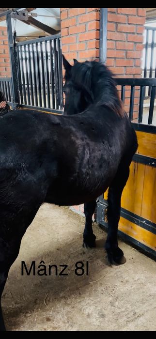 Iapa frizian gestanta cu manz de 8 luni dintr o linie anterioara