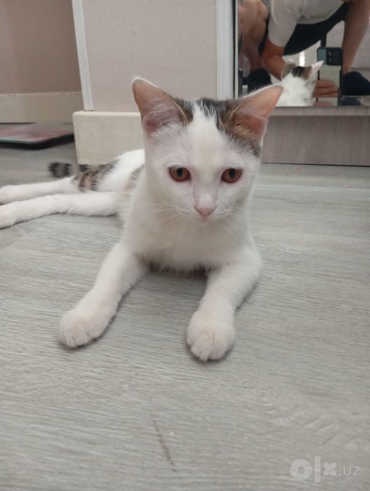 Котёнок за бесплатно