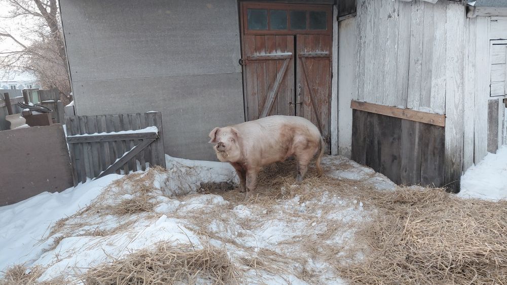 Продам кабана на племя