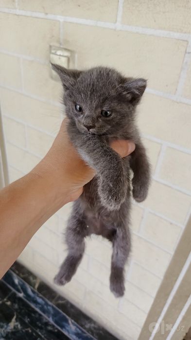 Продается котята