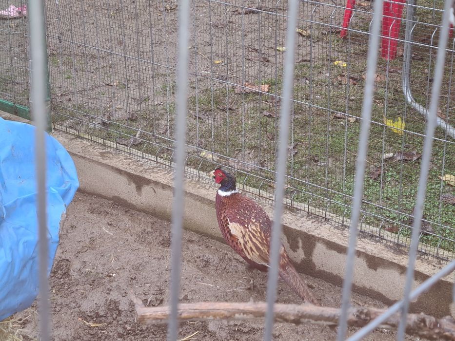 Fazani și porumbei