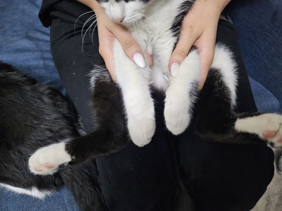 2 котёнка по 3 месяца