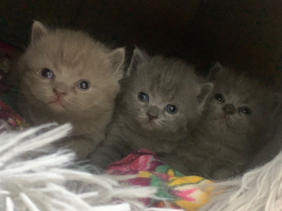 scottish fold and straight